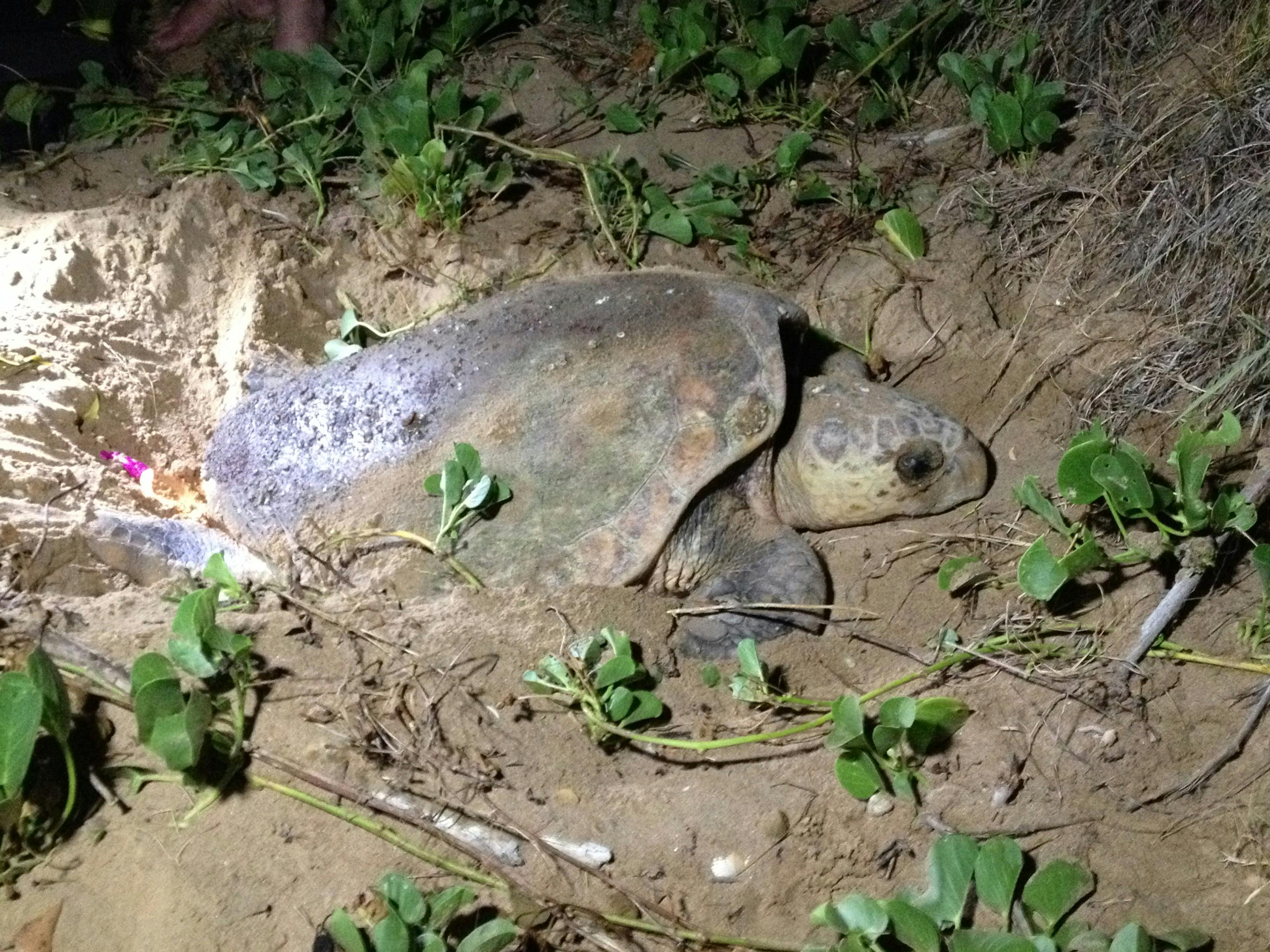 Female loggerhead turtle laying her eggs in the sand.