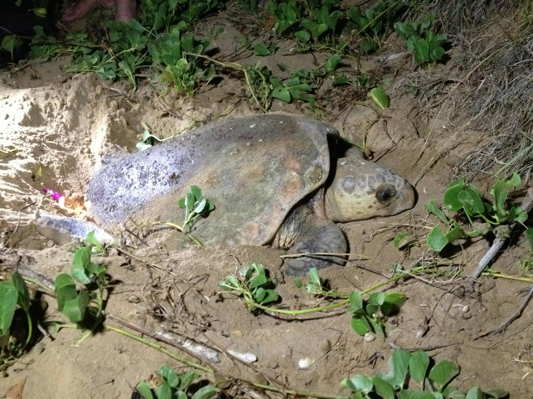 Female loggerhead turtle laying her eggs in the sand.