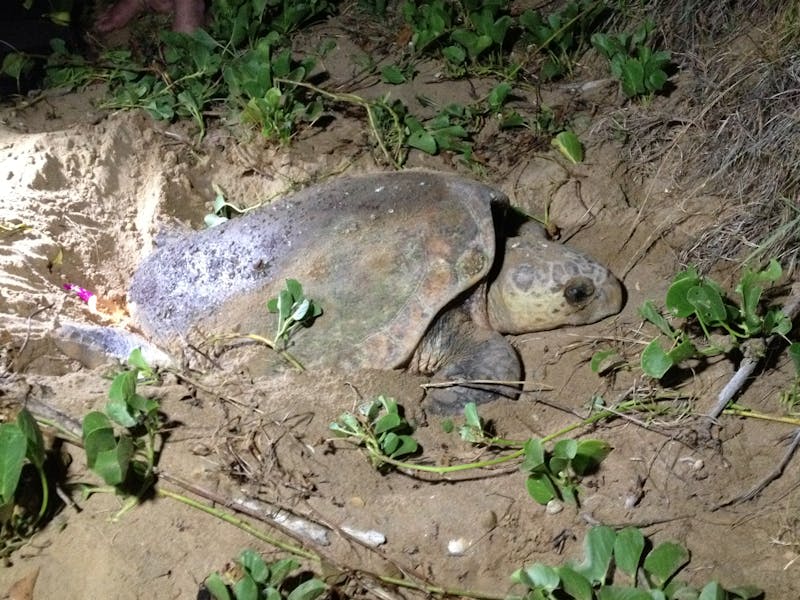 Female loggerhead turtle laying her eggs in the sand.