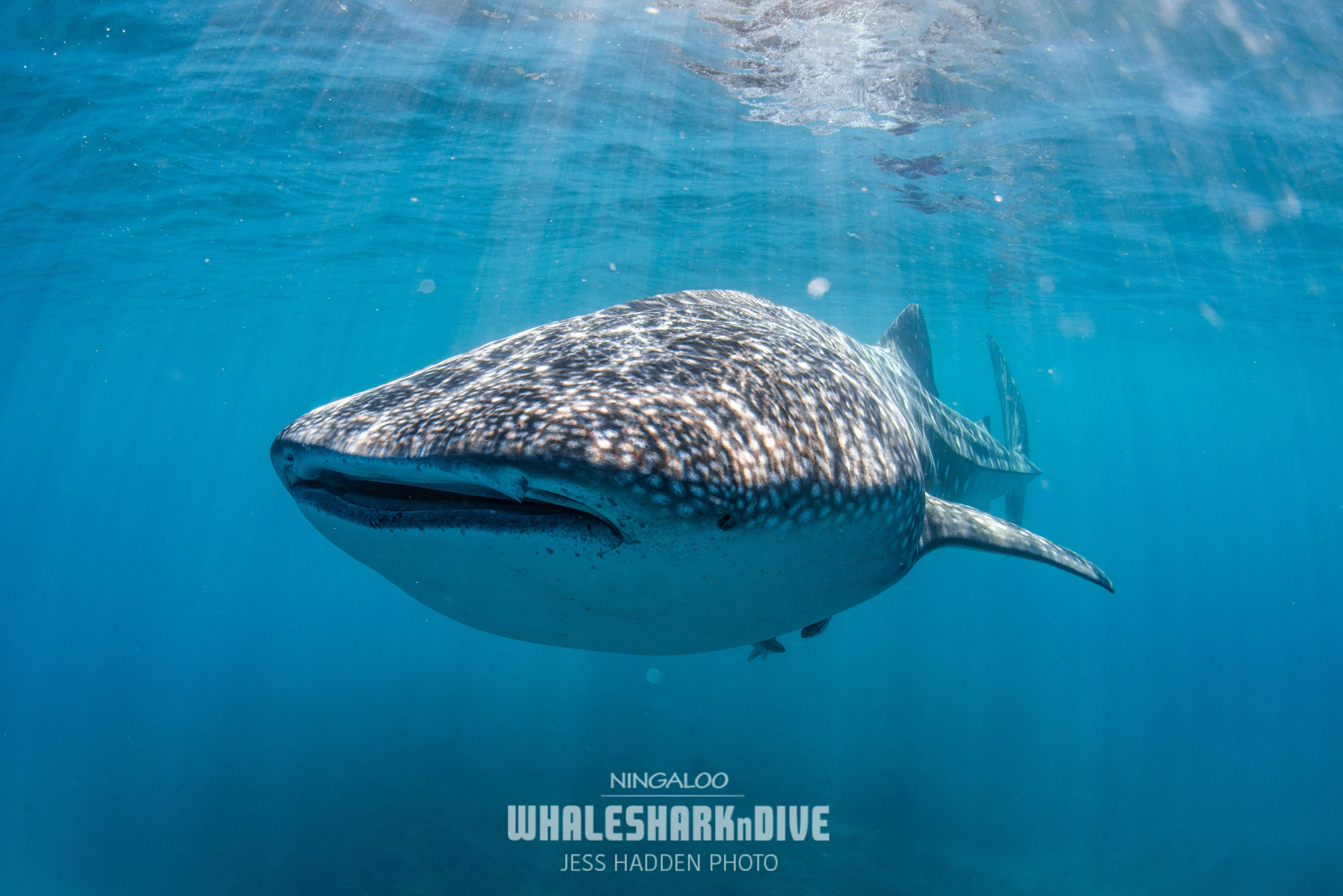 Whaleshark n dive image