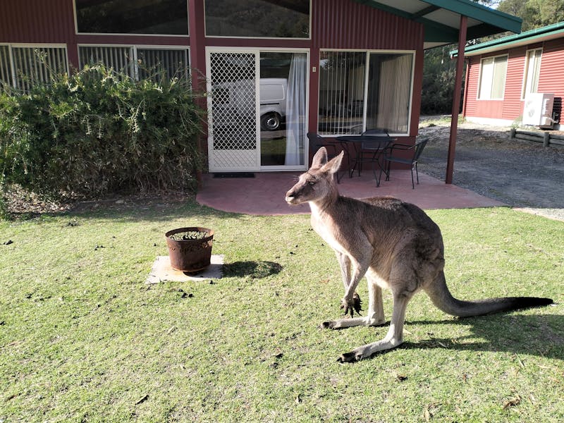 Halls Gap Valley Lodges Chalet with Kangaroo