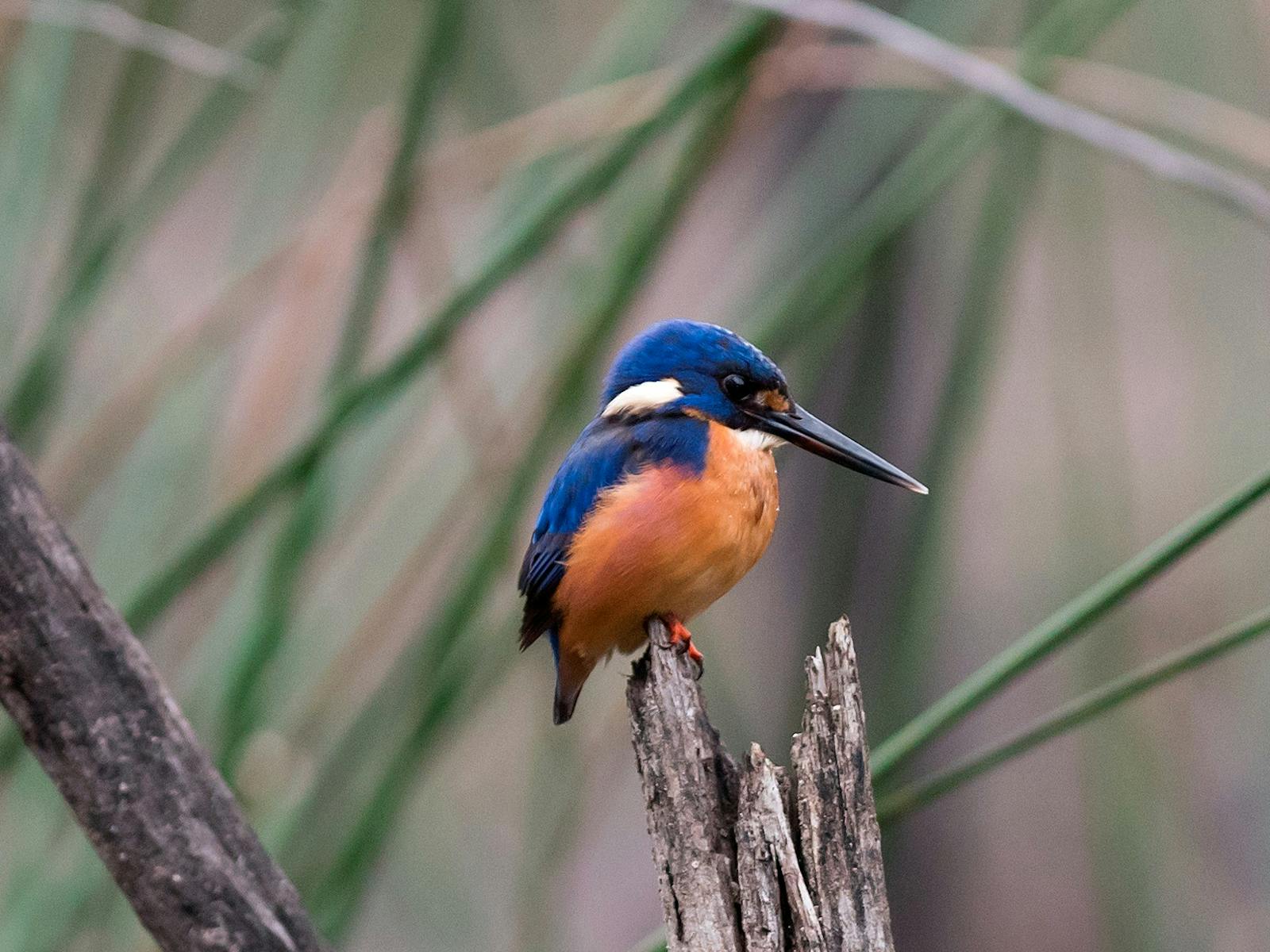 Gunbower is internationally recognised for its importance to birdlife, native mammals and amphibians
