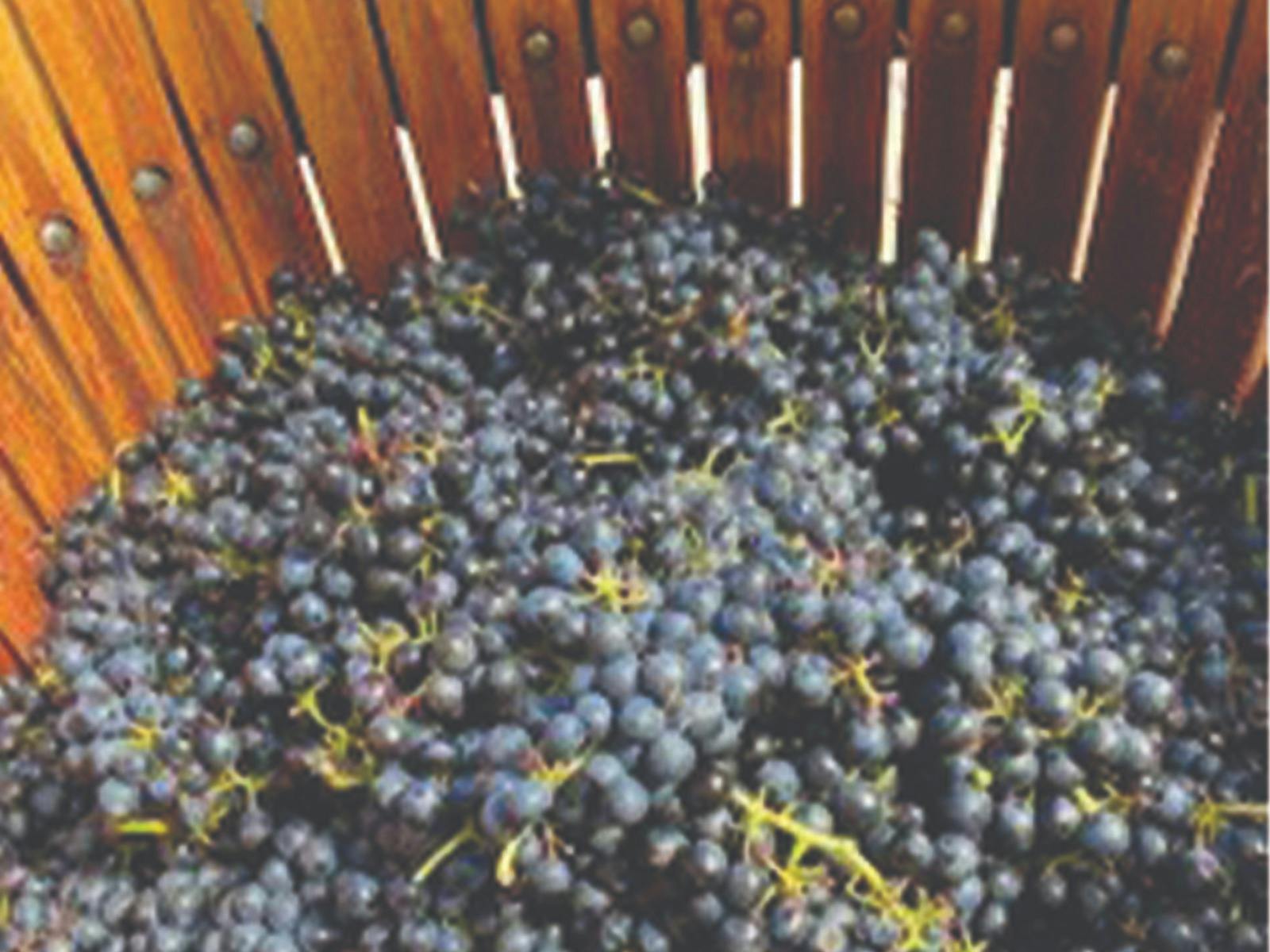 Barrel of grapes