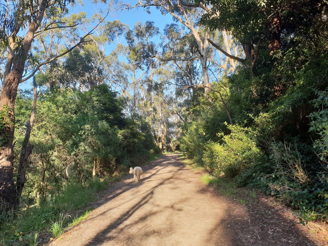 Red Hill Rail Trail - Cycling - The Official Website of Mornington