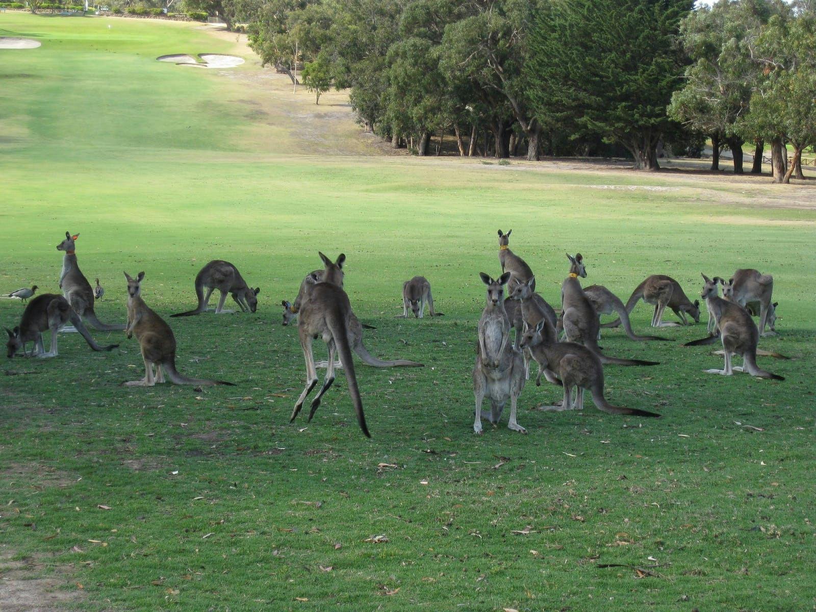 Anglesea kangaroos