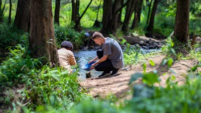 Gold panning at Araluen Creek
