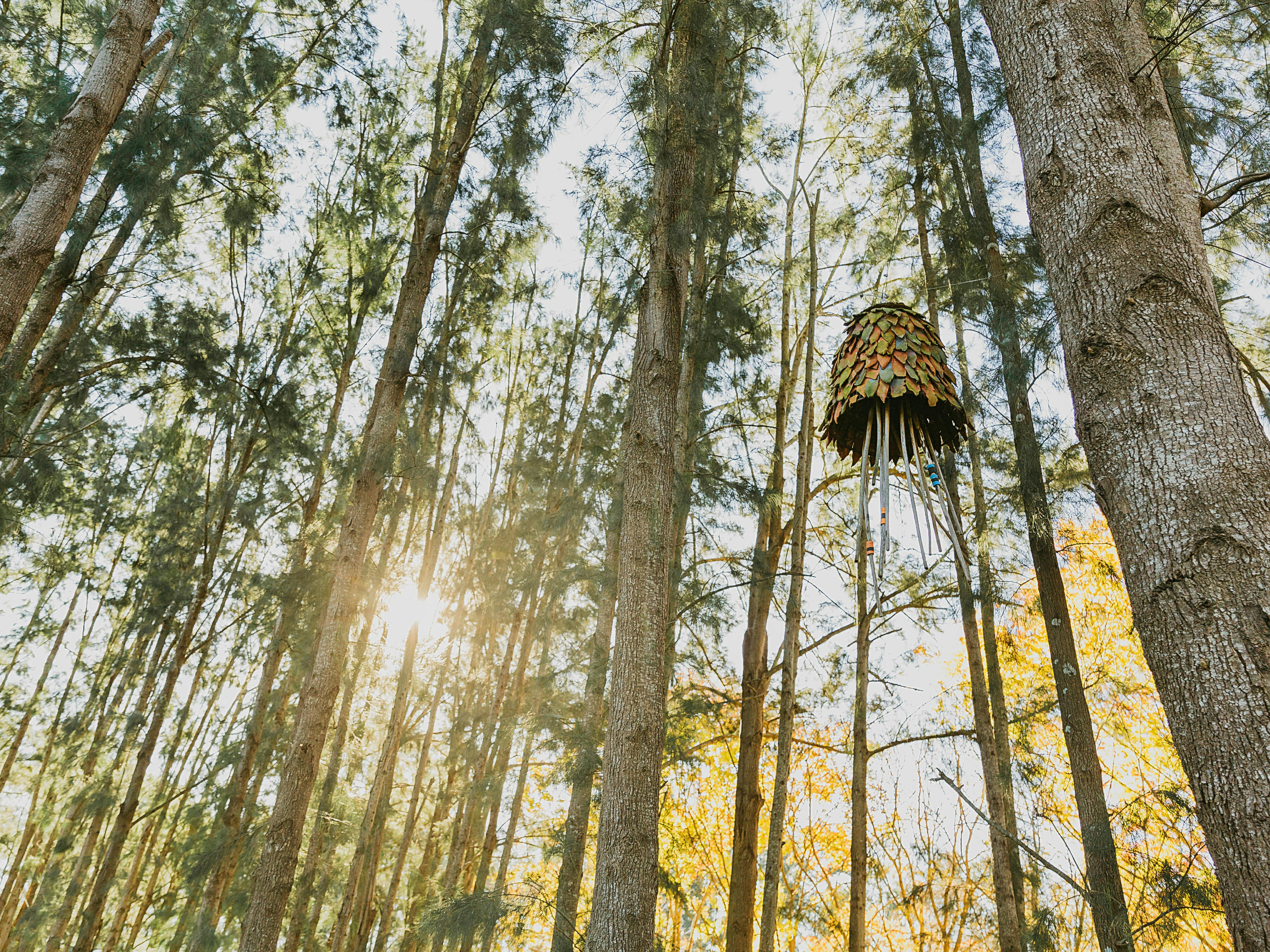 픽턴 식물원의 나무들