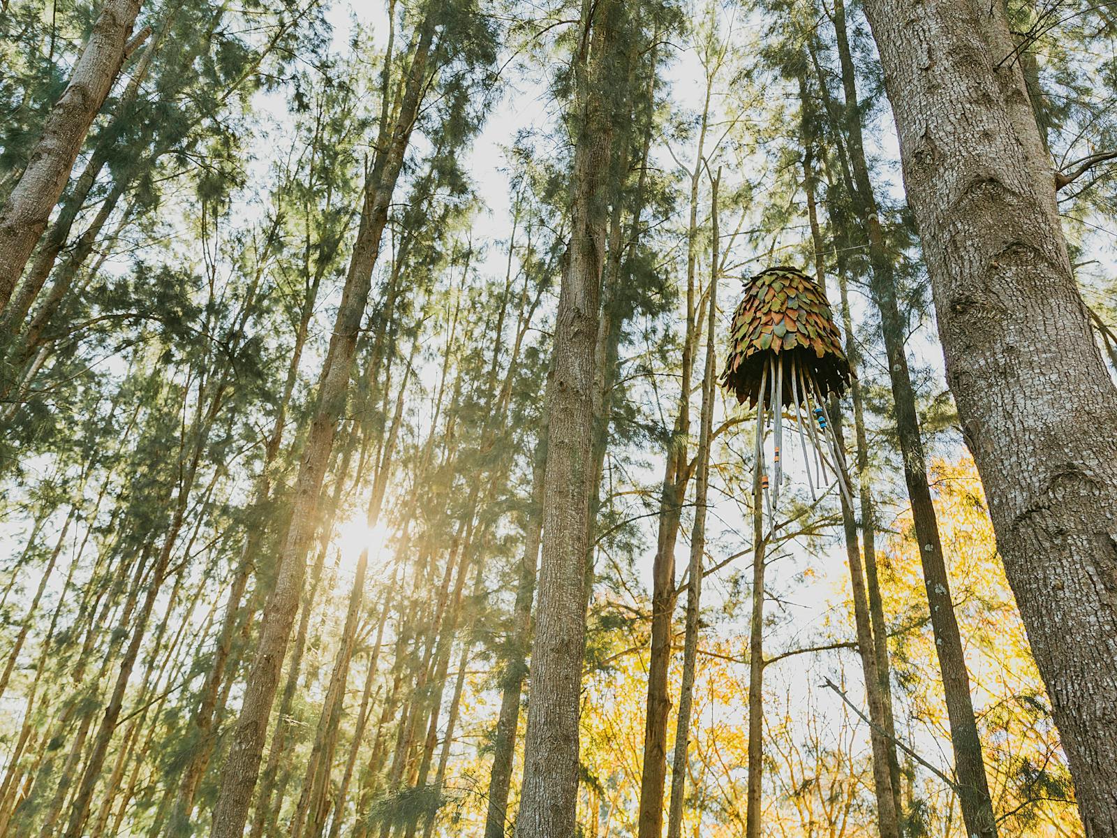 픽턴 식물원의 나무들