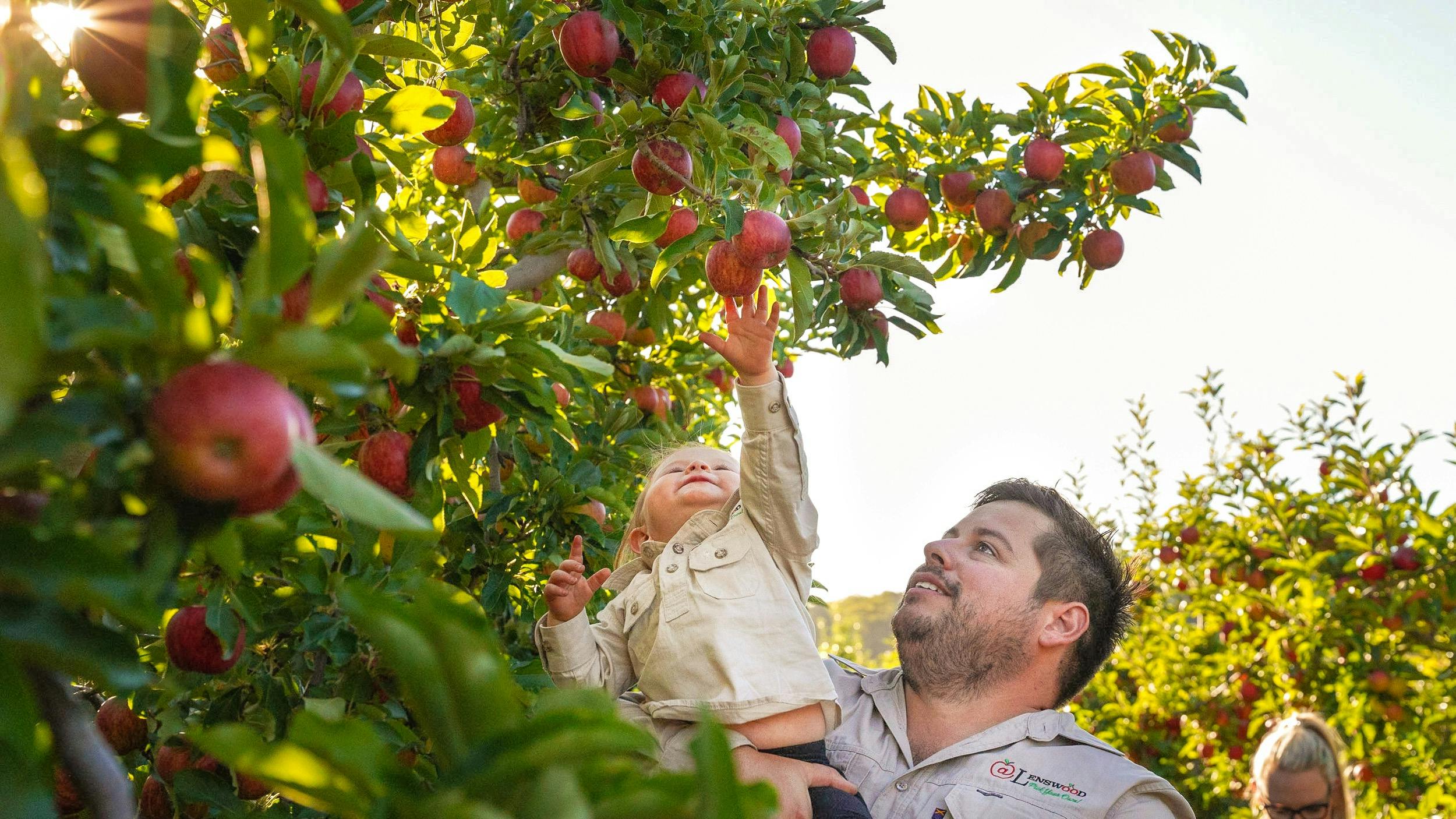 Early Winter Apple Picking