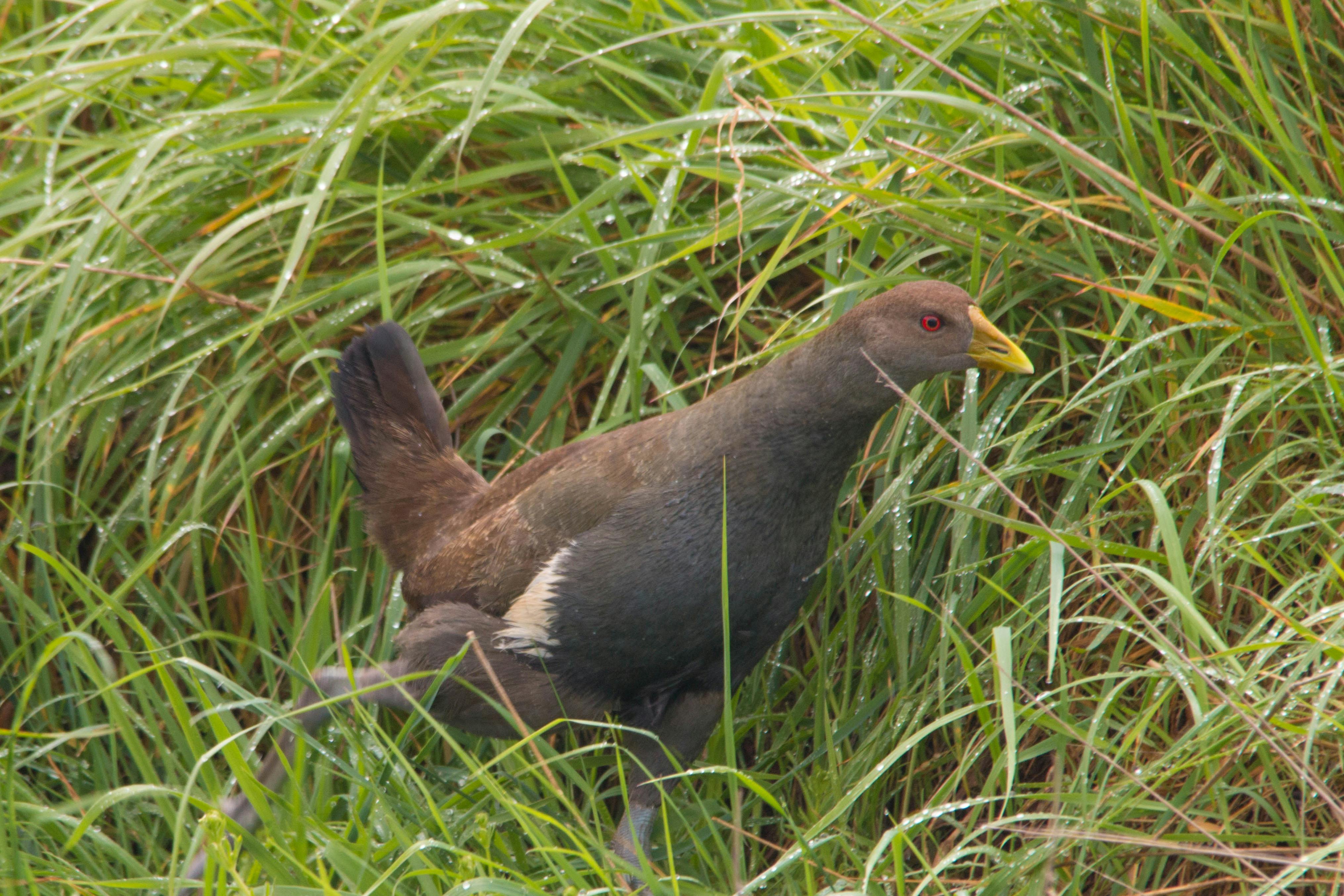 Tasmanian Native Hen