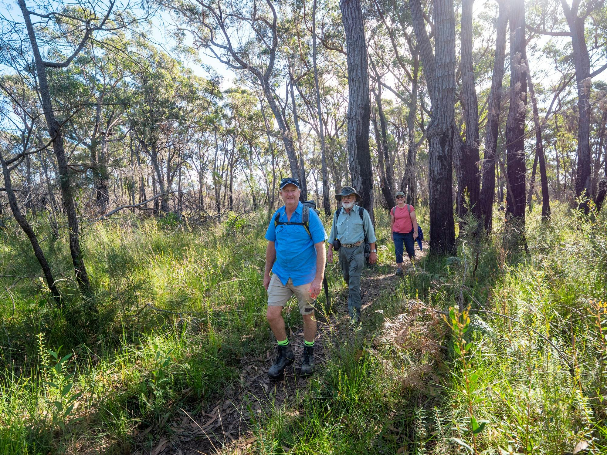 Guests backlit walking along a forest track