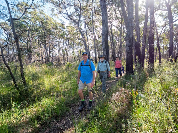 Guests backlit walking along a forest track