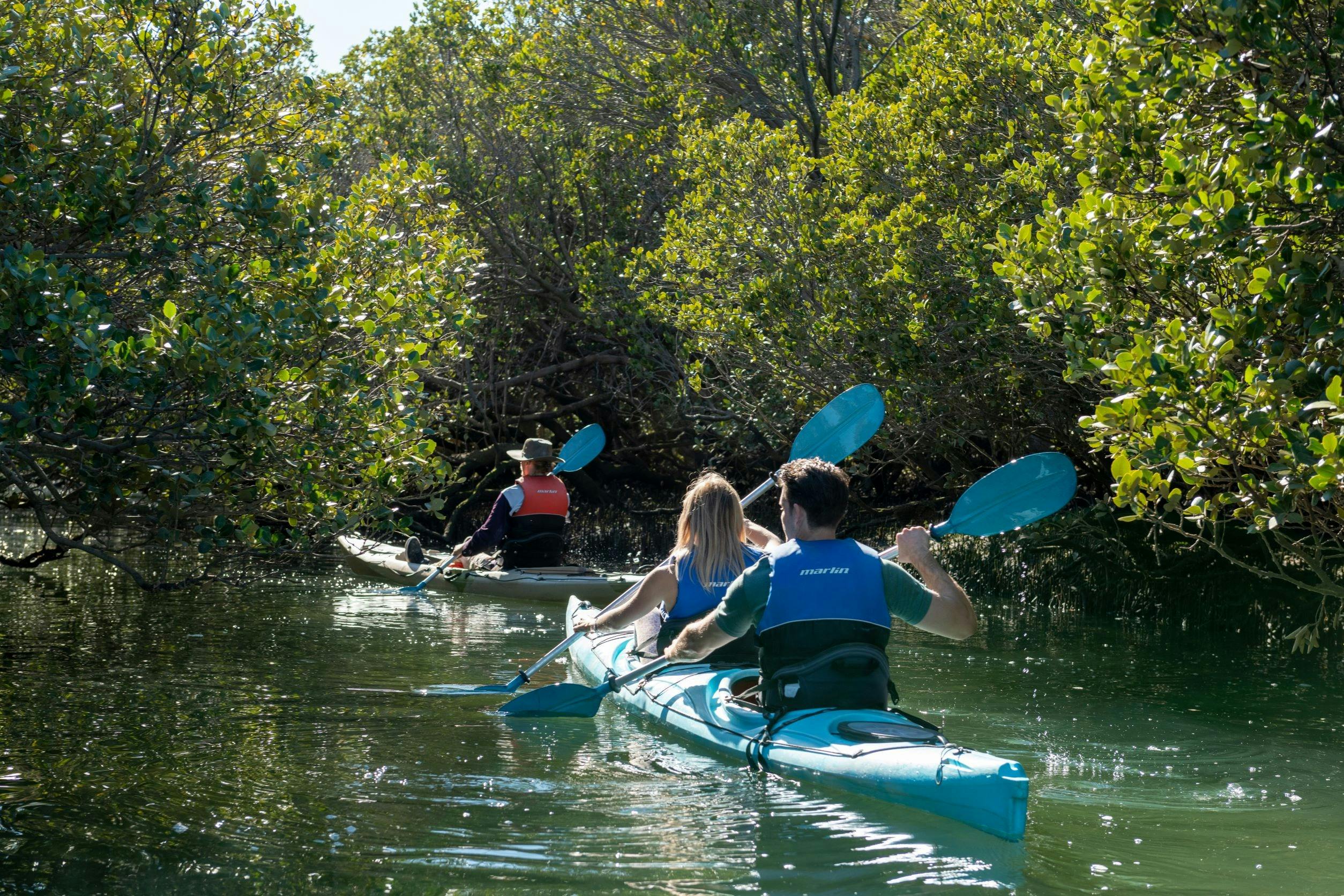 mangrove creeks