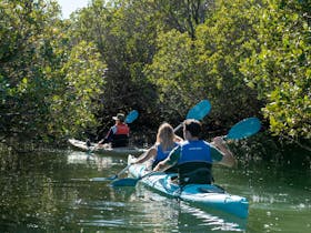 mangrove creeks