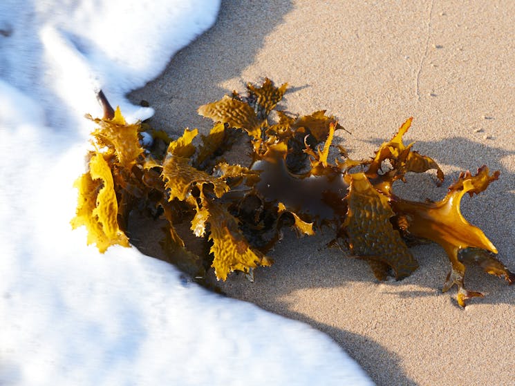 A frond of gold coloured kelp in the wash of a sandy beach