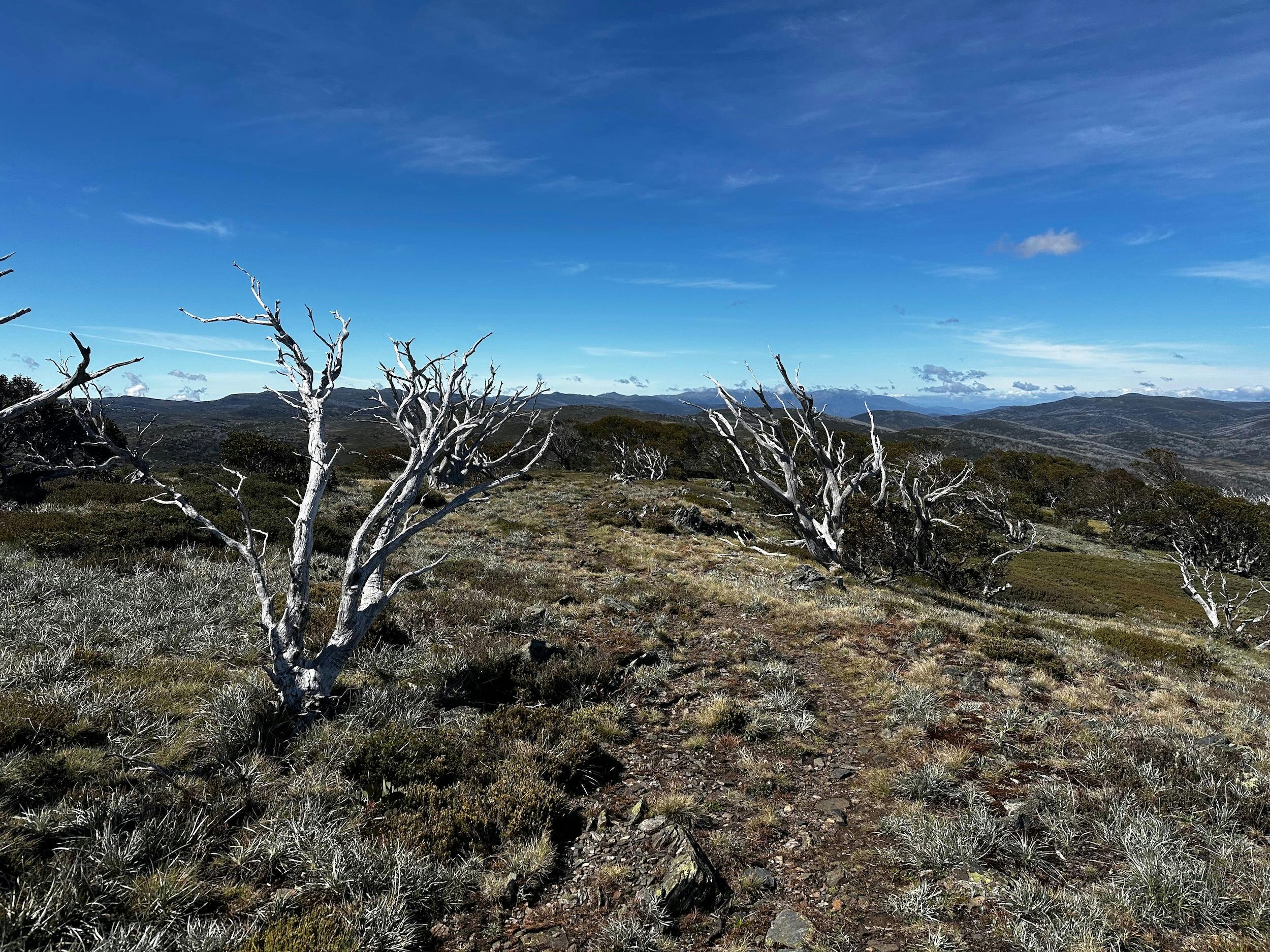 Snow gums scattered across the rolling landscape.
