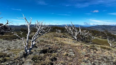 Snow gums scattered across the rolling landscape.