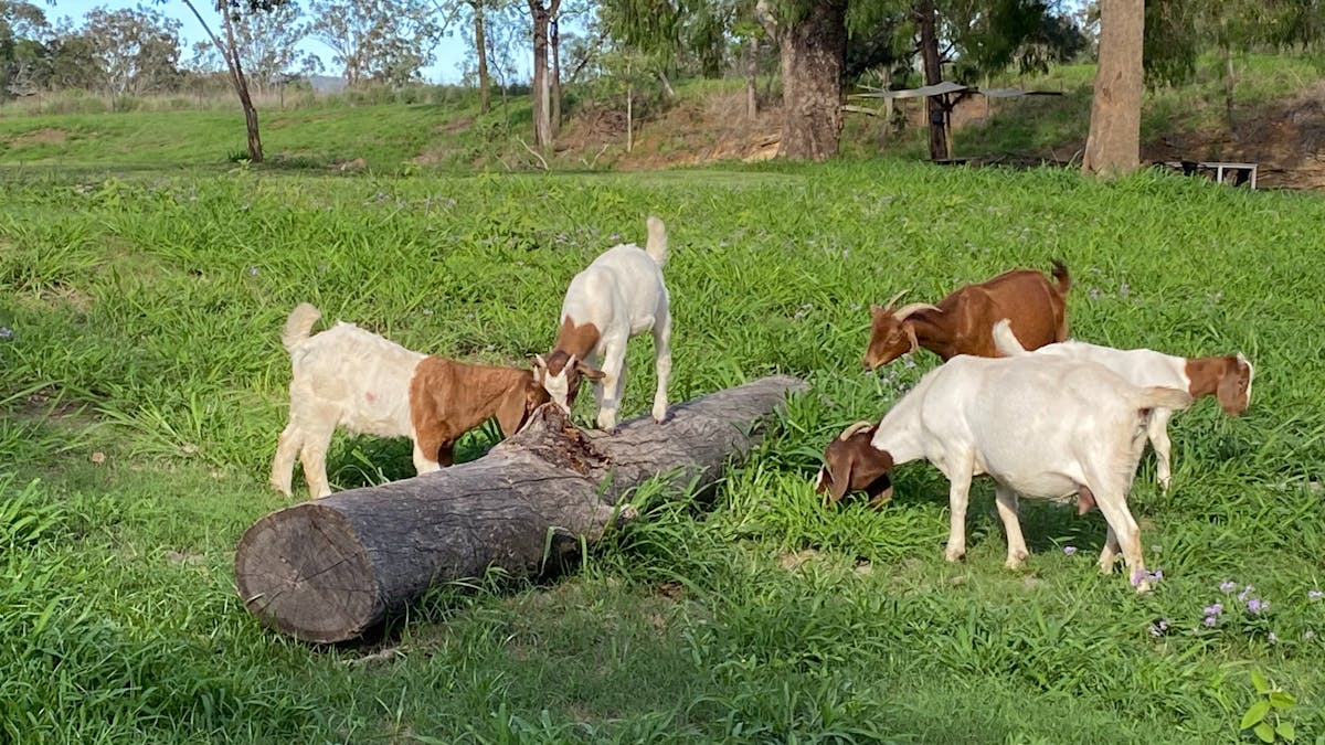 Goats on campground