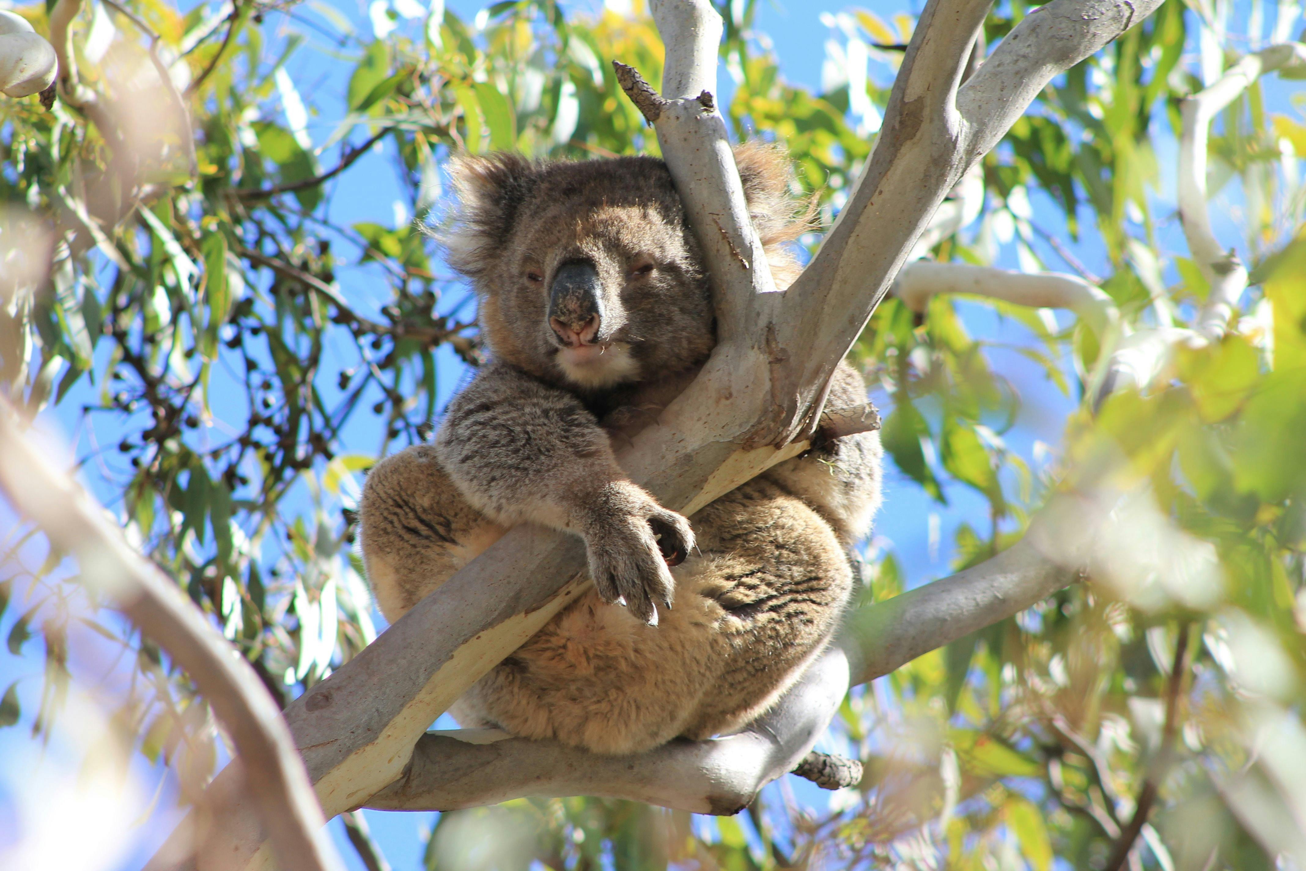 Koala sitting in a tree