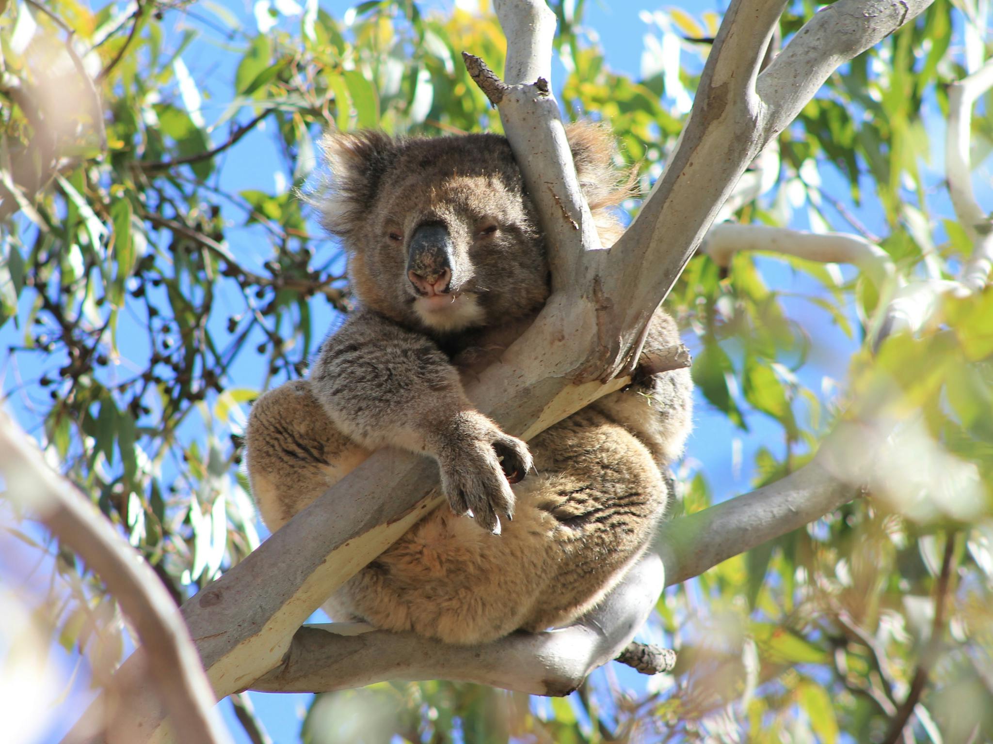 Koala sitting in a tree