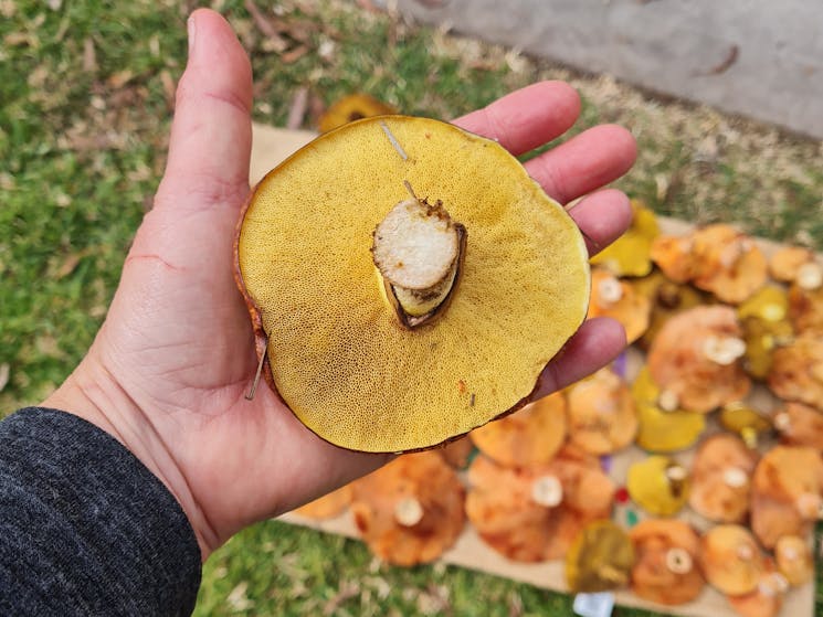 A hand holding a yellow wild mushroom with orange mushrooms in the background