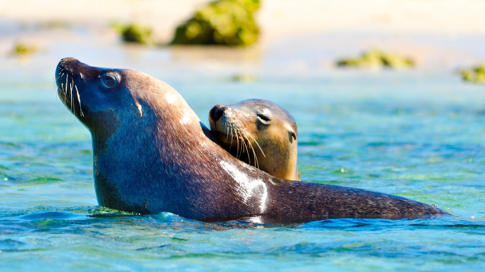 Penguin Island Cruises - Penguin Island Ferry and Cruises