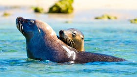 Rockingham Wild Encounters, Rockingham Beach, Western Australia