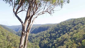 Lyrebird Falls Walking Track