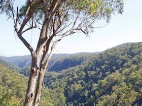Lyrebird Falls Walking Track