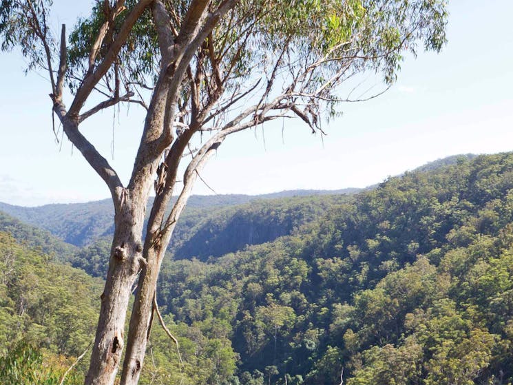 Lyrebird Falls walking track, Gibraltar Range National Park. Photo: Rob Cleary / Seen Australia