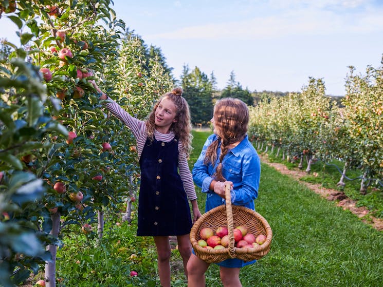 Young girls enjoying a day of apple picking at Shields Orchard, Bilpin