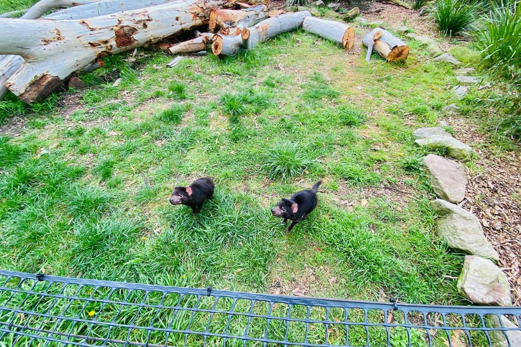 Tasmanian Devils