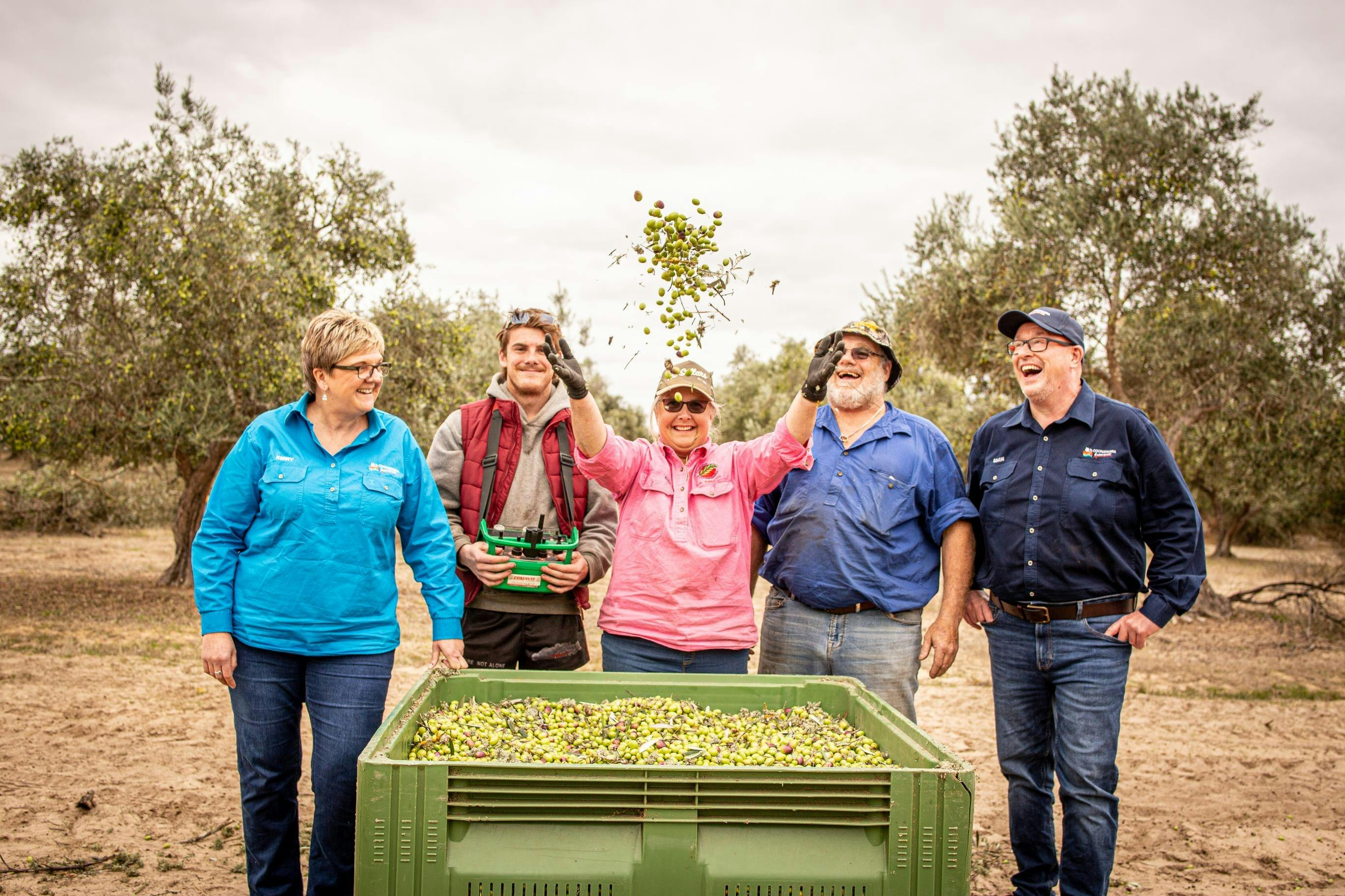 Coonawarra Experiences guests harvesting olives with local growers in a working olive grove