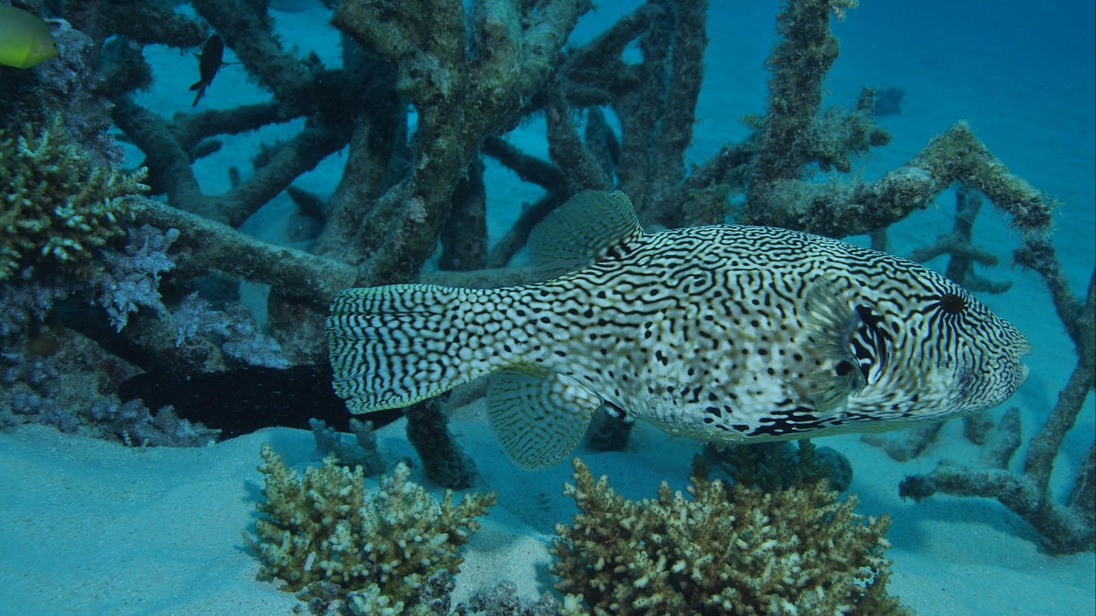Beaver Reef Dive Site