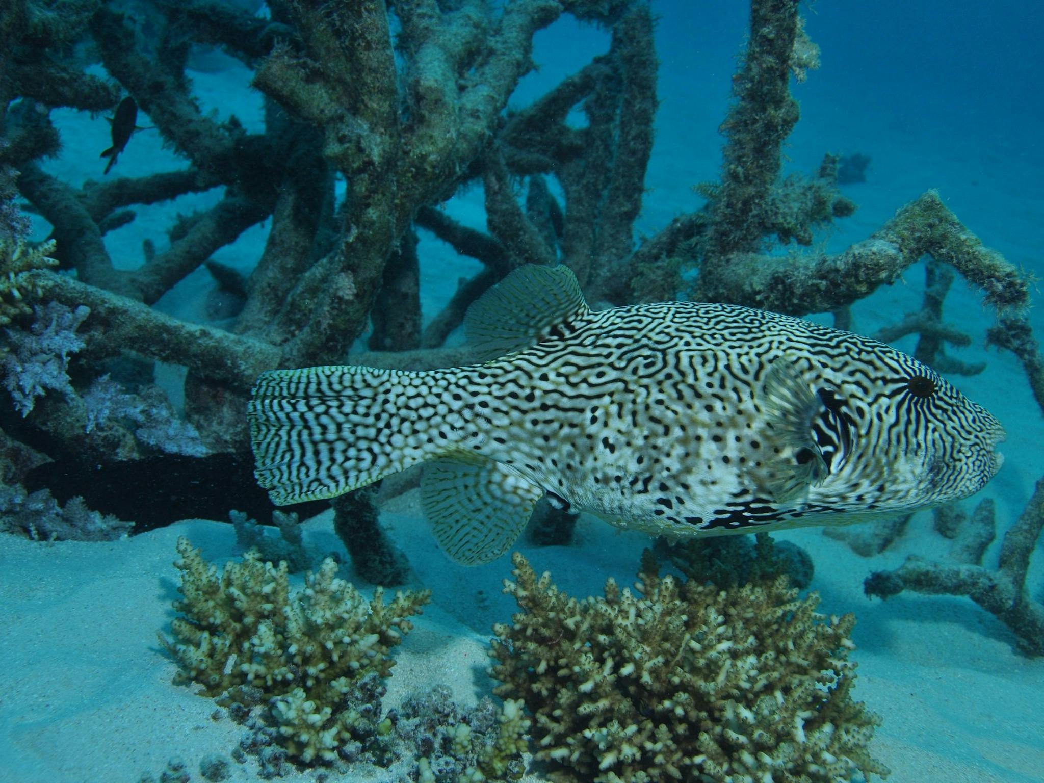 Beaver Reef Dive Site