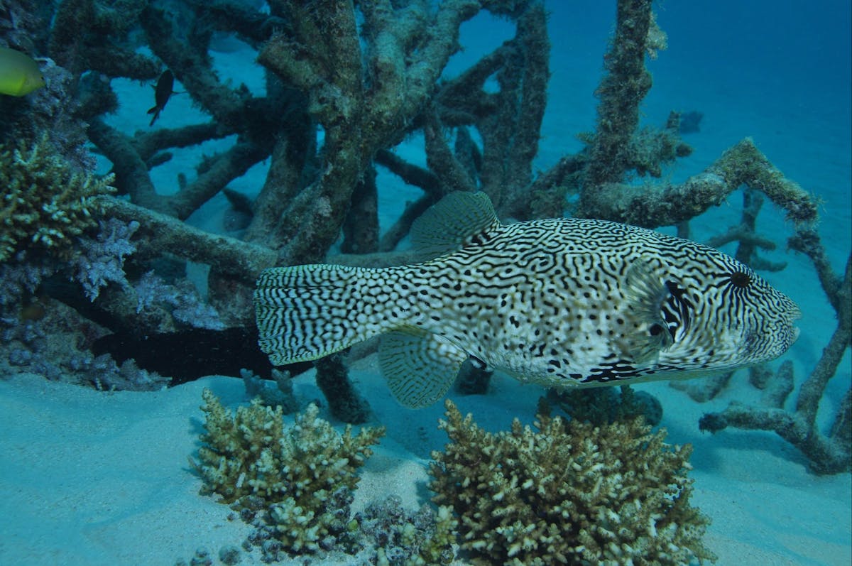 Beaver Reef Dive Site