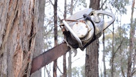 Chainsaw in tree