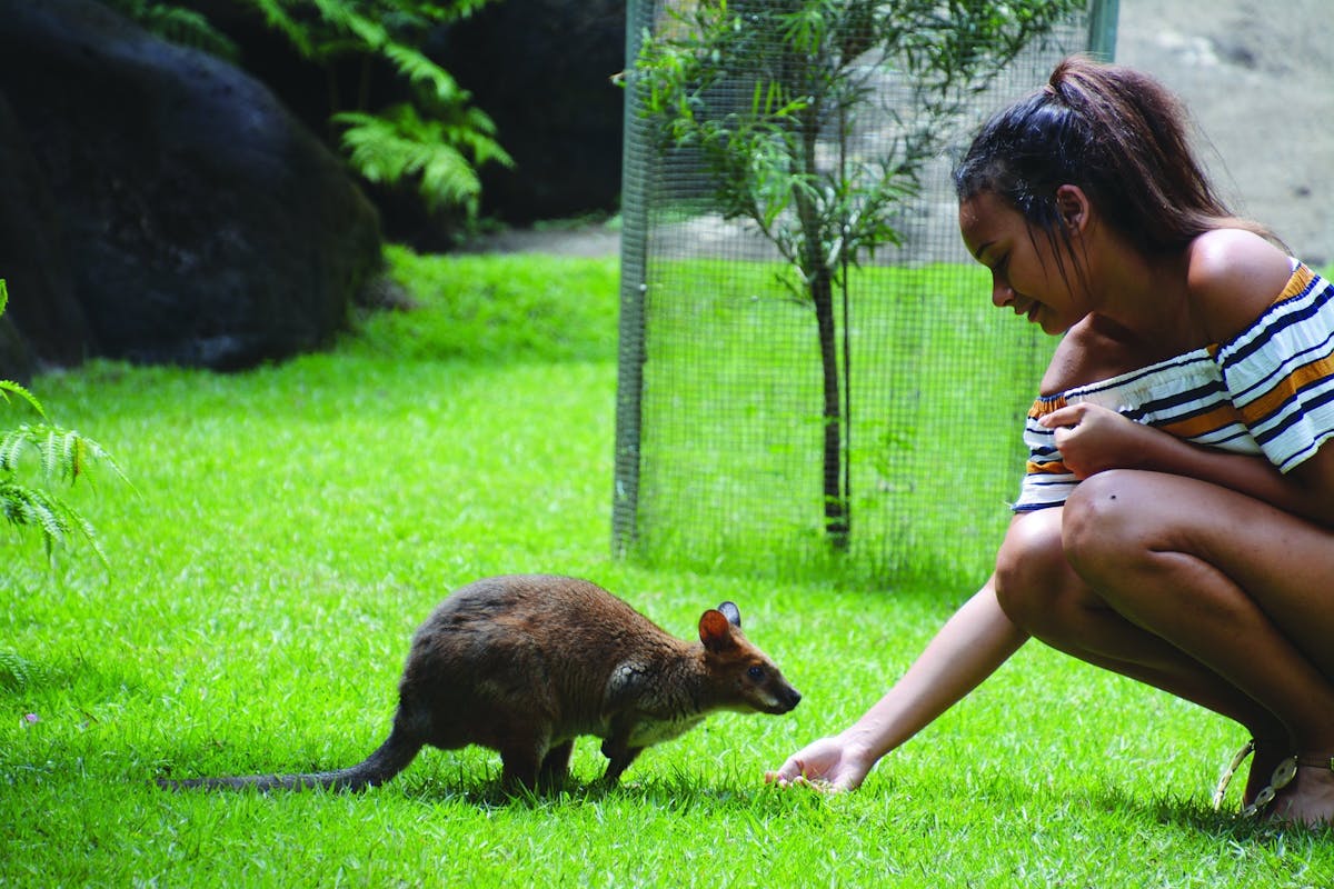 Paddymelon Feeding Kuranda Koala Gardens