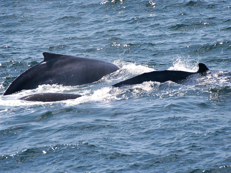 Minnamurra Whale Watching Platform