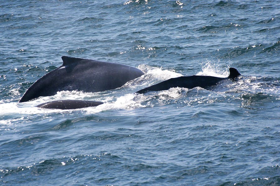 Minnamurra Whale Watching Platform