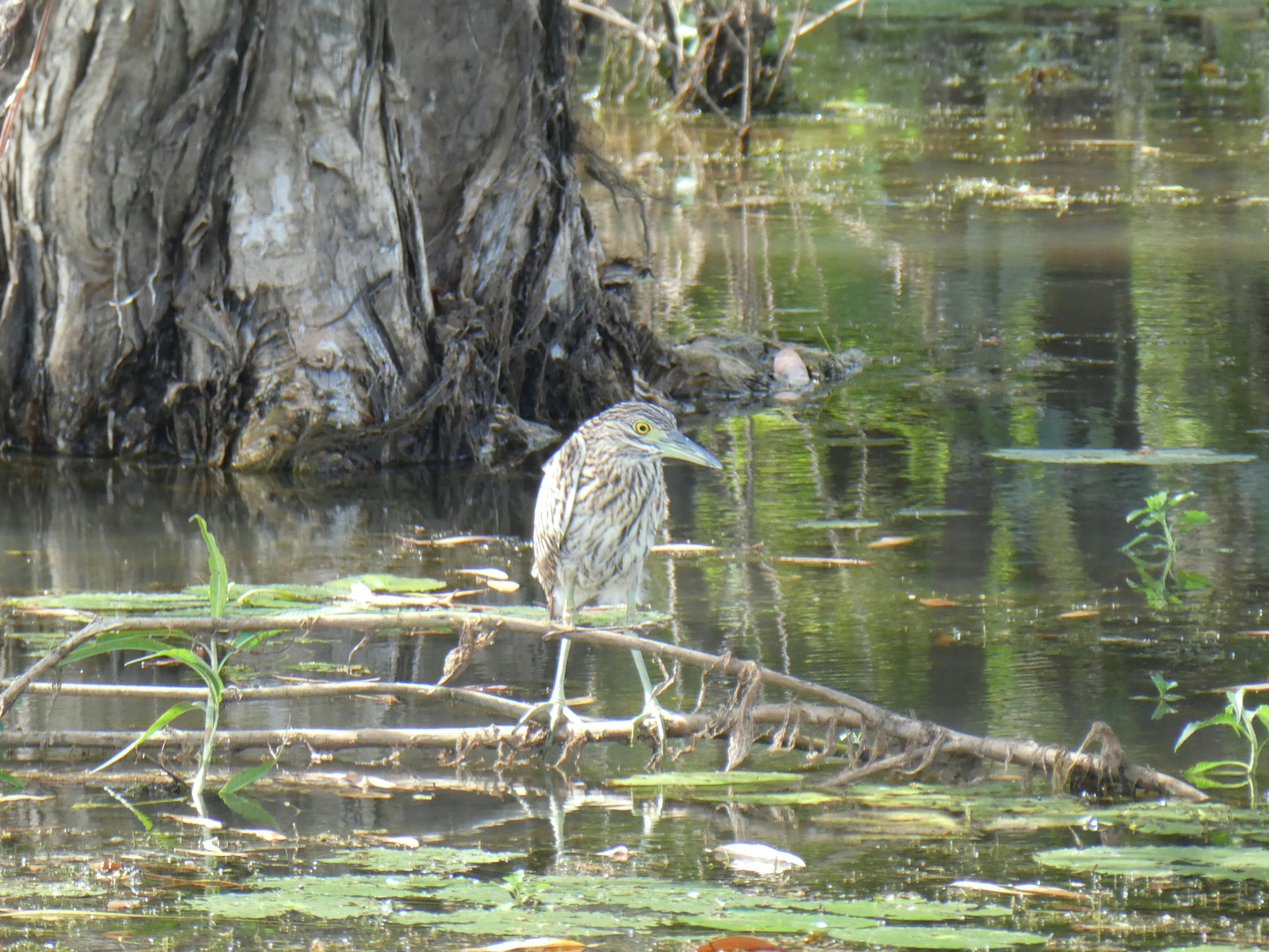 Night Heron