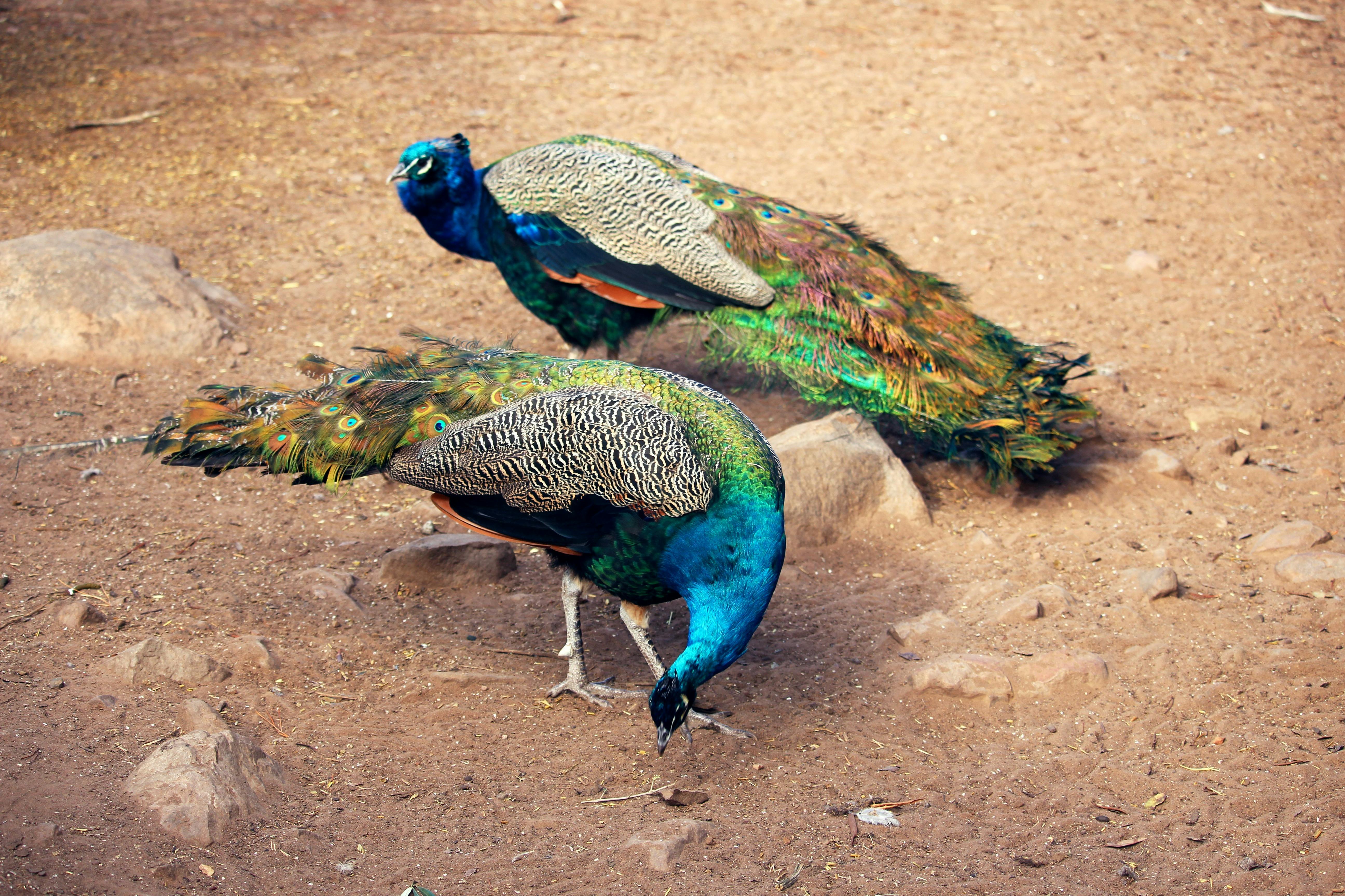 昆比公园的孔雀