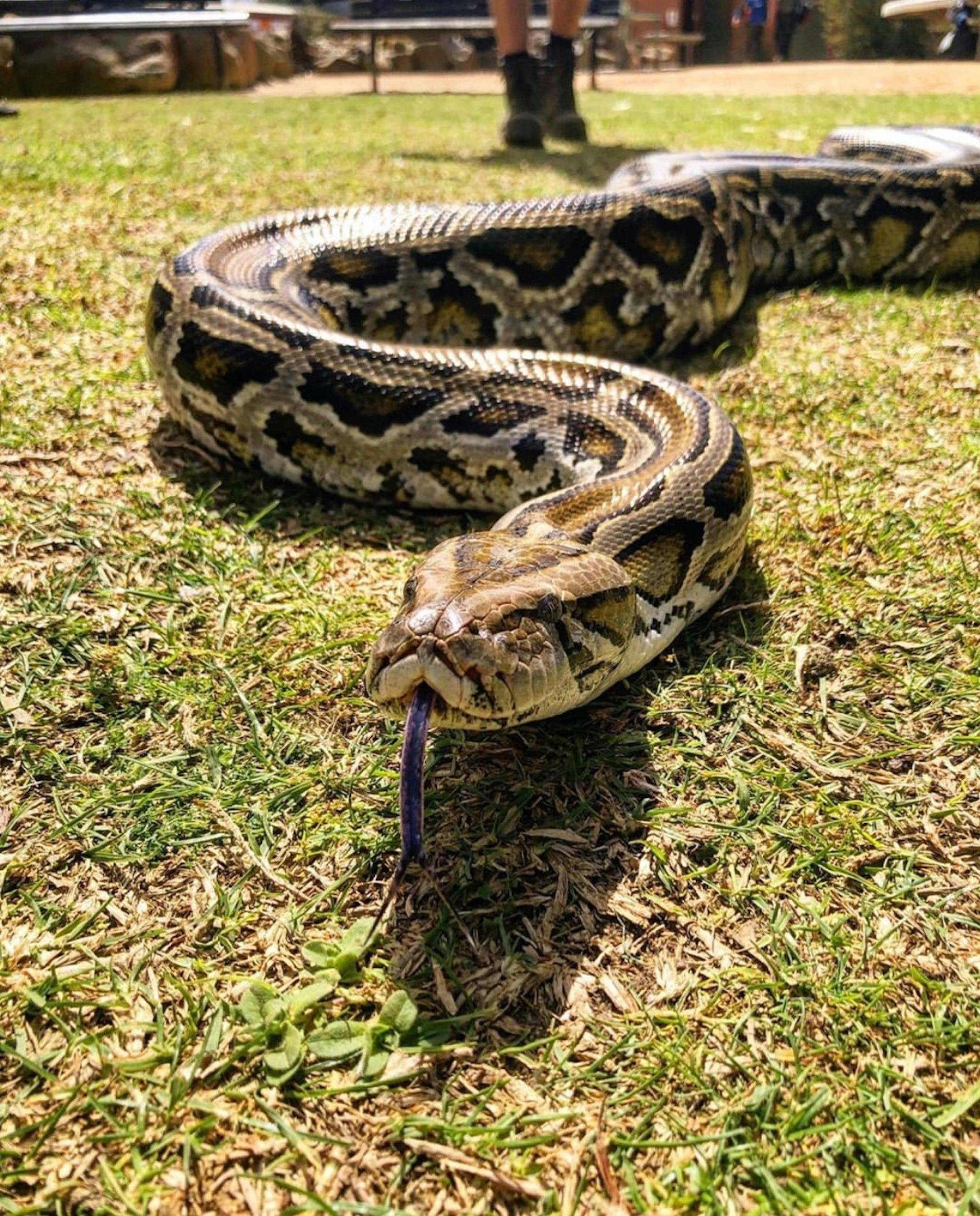 Meet Doug, our Burmese Python.