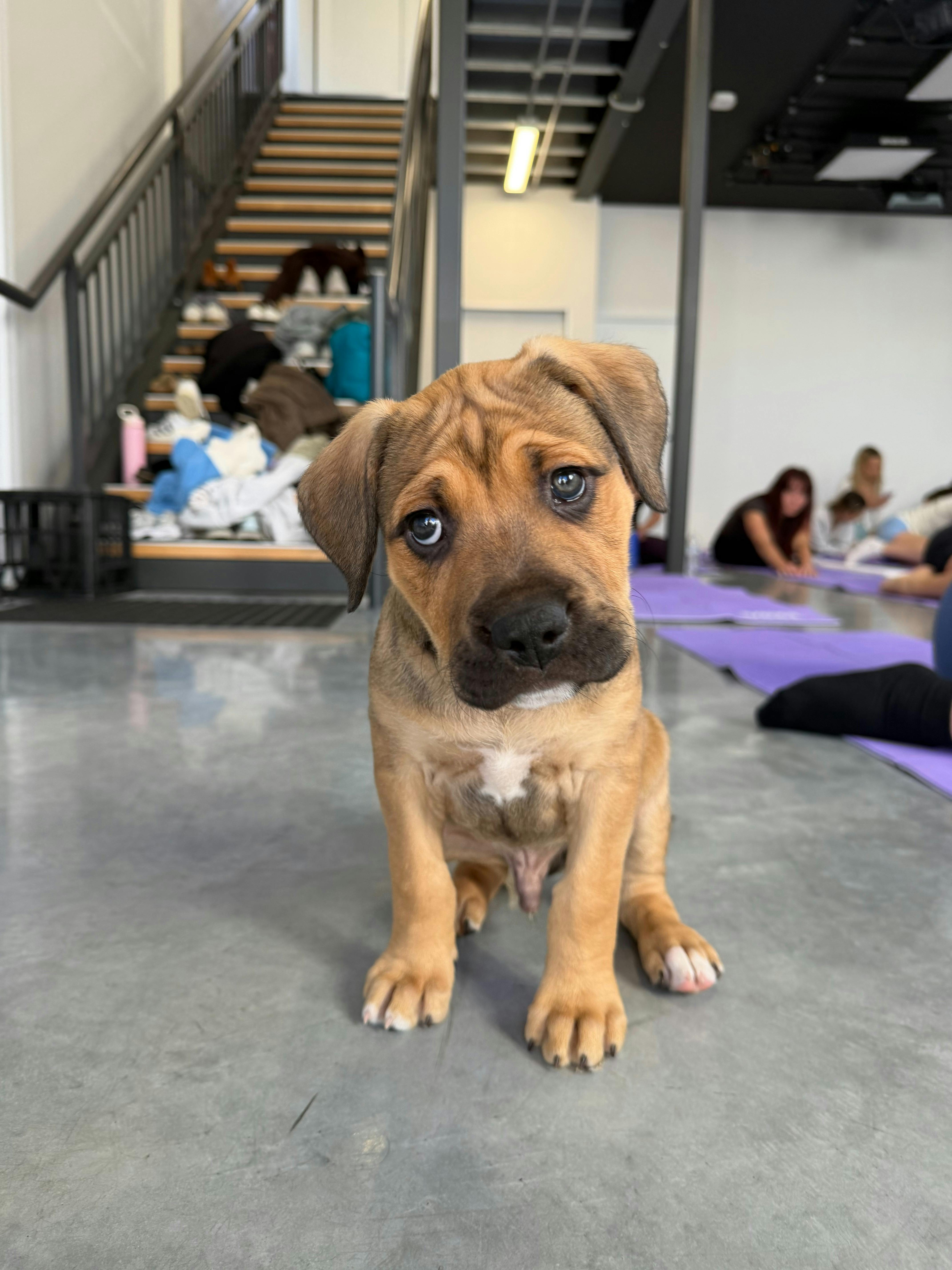 A tan puppy explores the studio during a Yoga Paws Newcastle session.