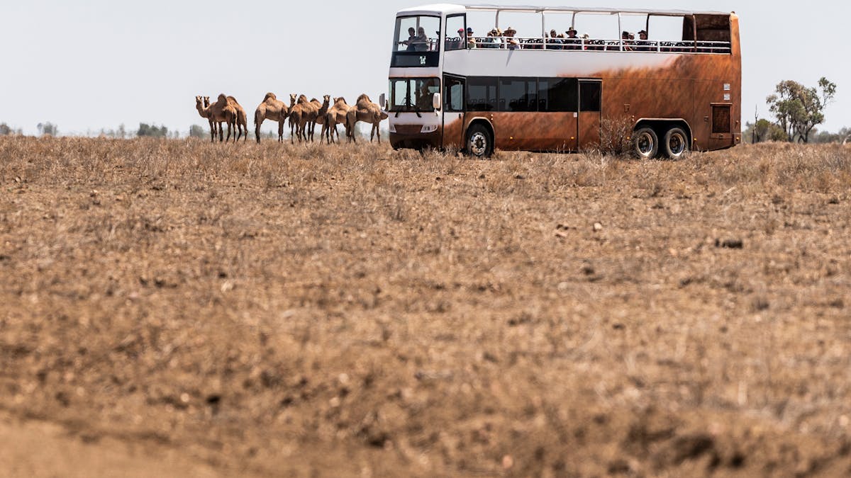 Camels at Nogo Station