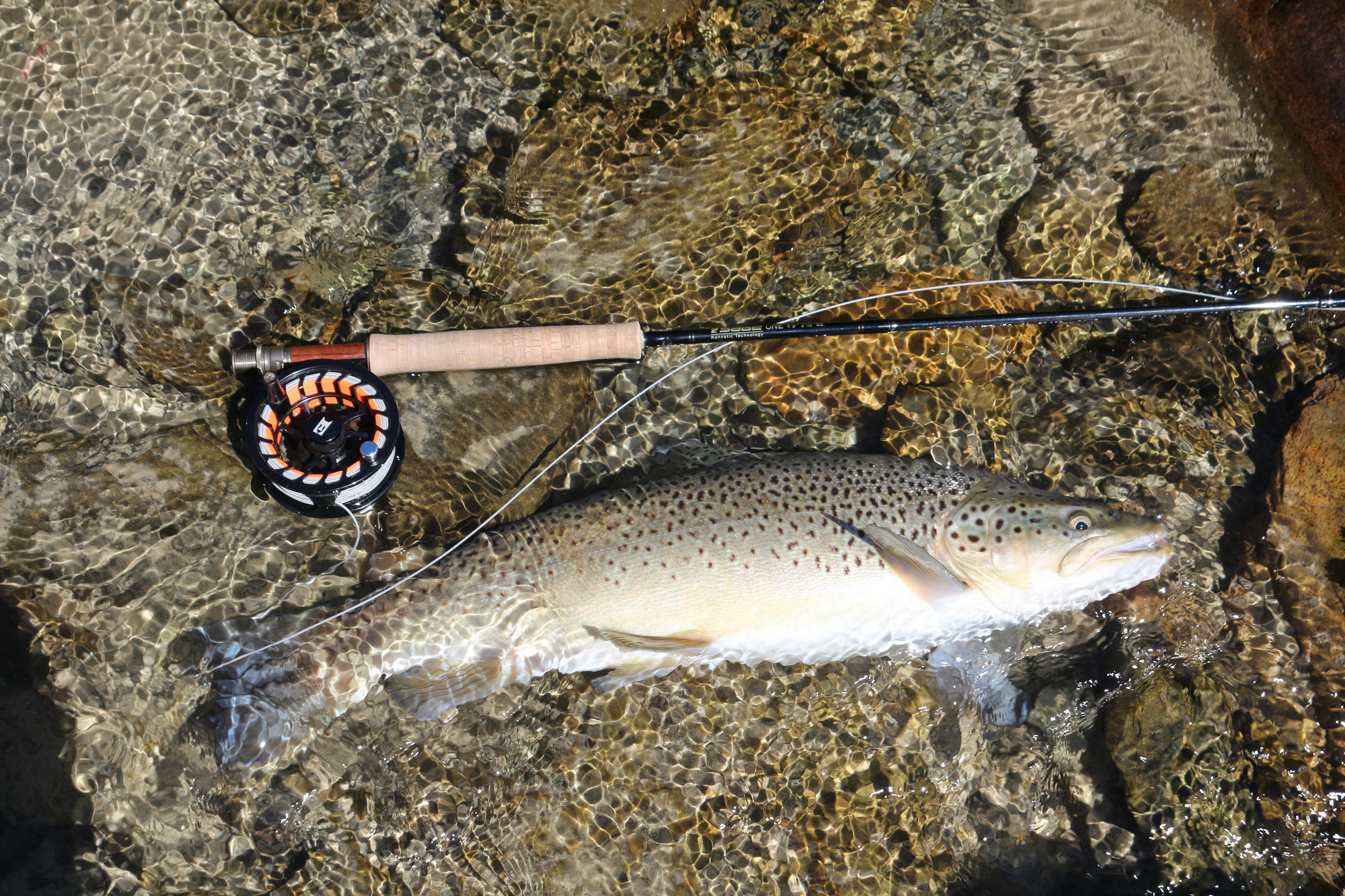 Fly Fishing Tyres River, Over 2 pound Trout