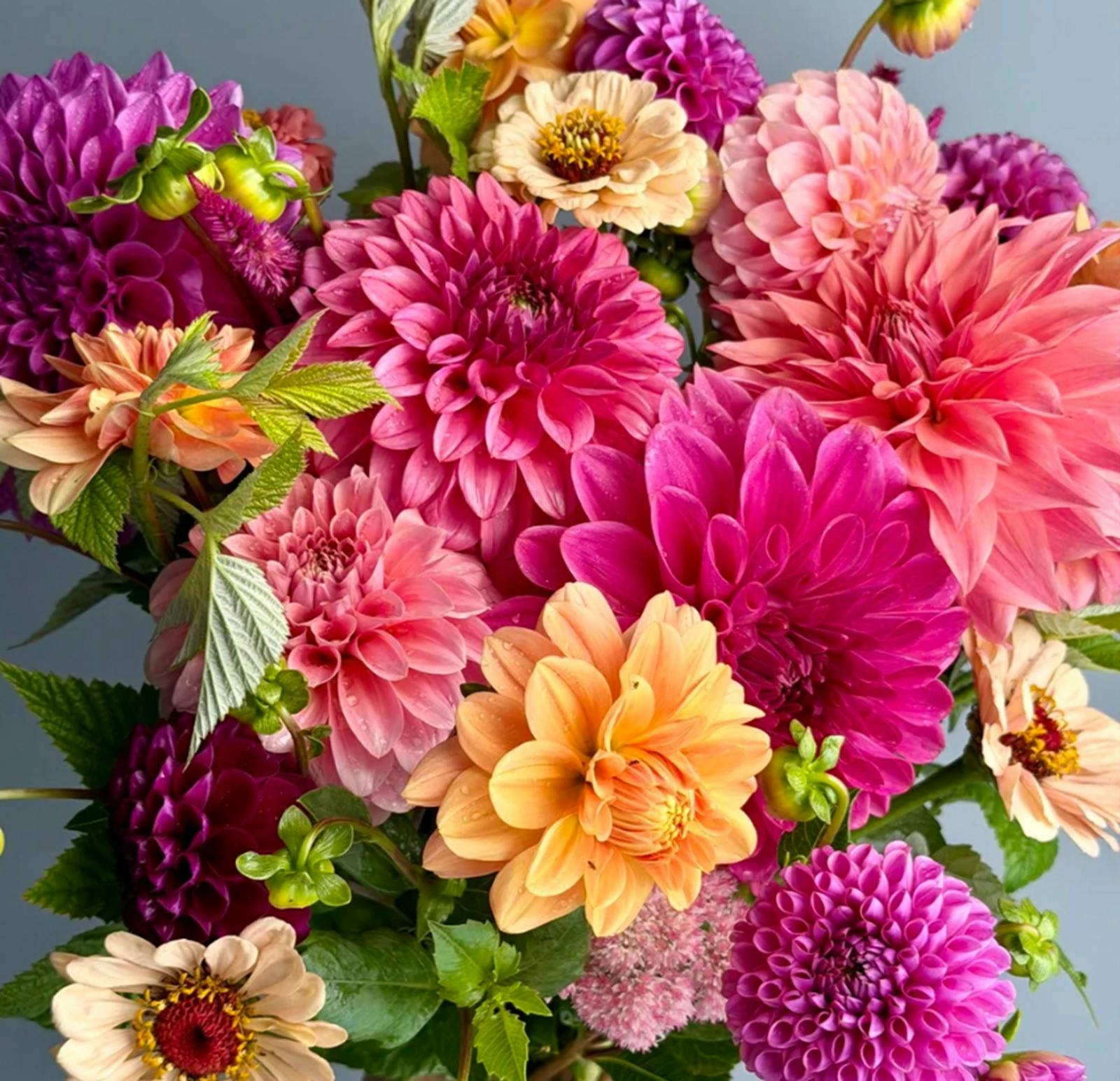 Colourful bouquet of Dahlias