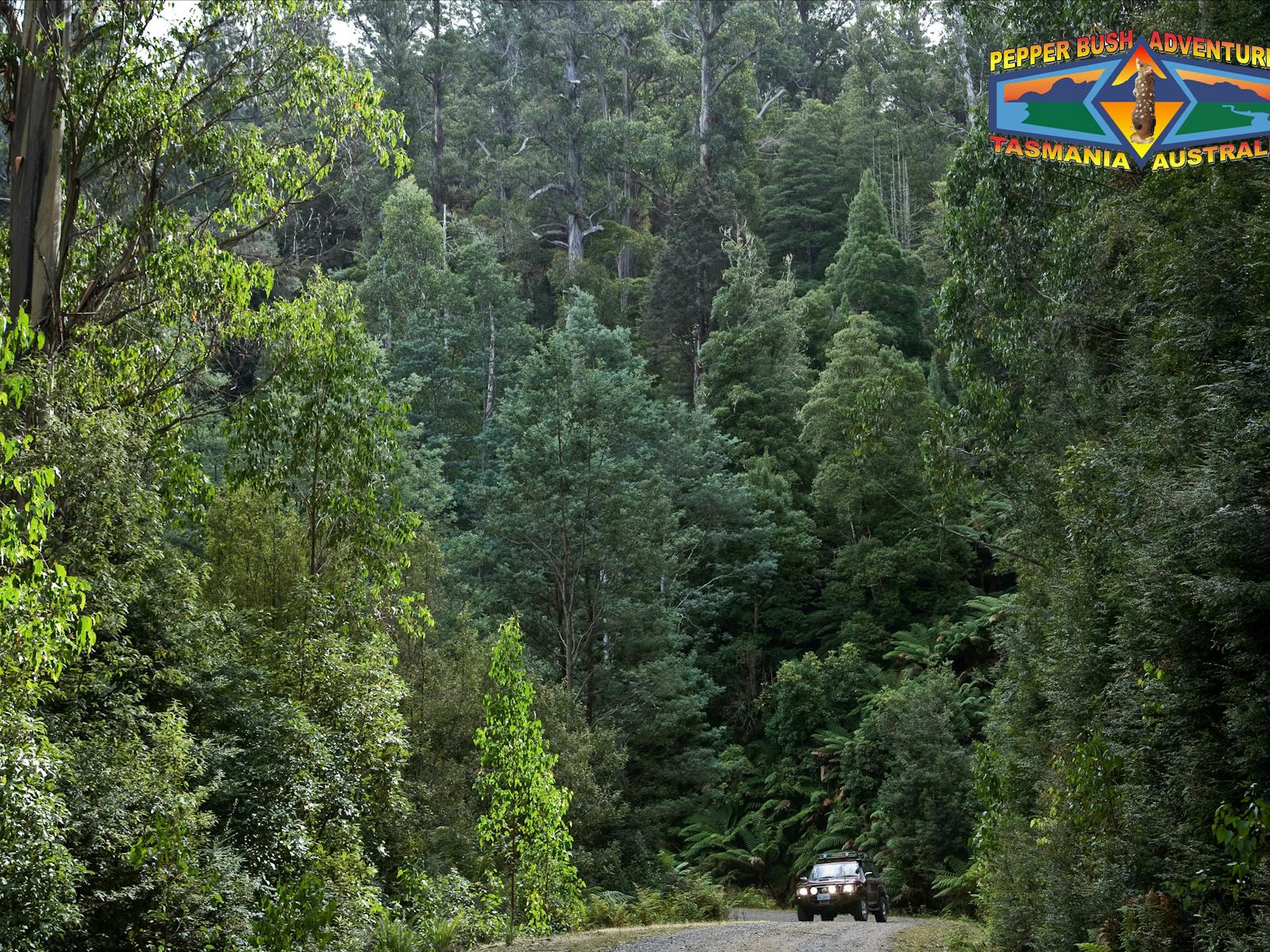 Old growth forest in north east Tasmania