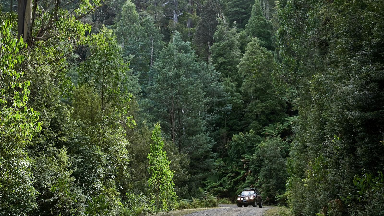 Old growth forest in north east Tasmania