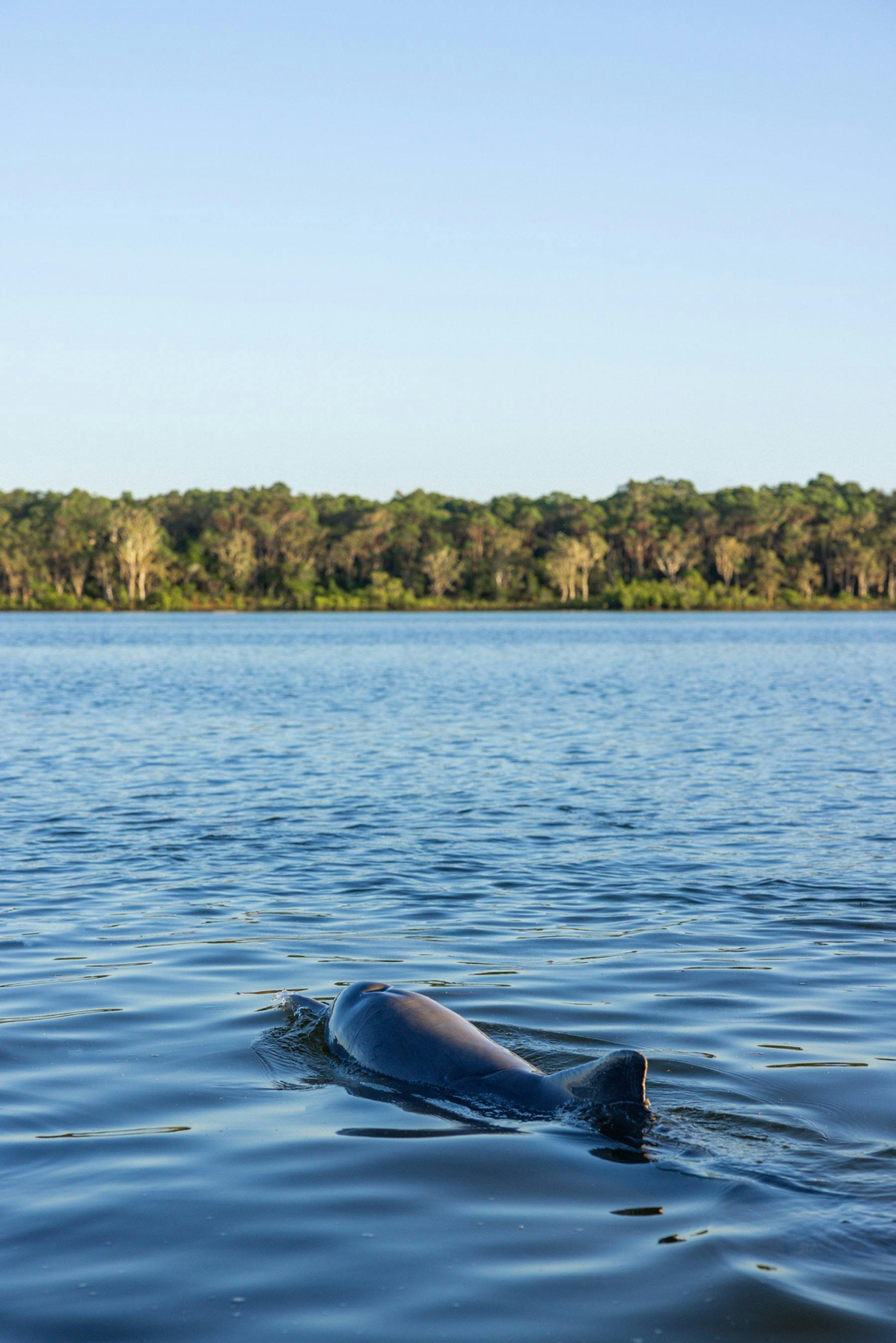 Dolphin Feeding at Tin Can Bay